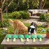 Набор для тренировки обоняния у собак Canine Olfactory Games для умственной стимуляции Nose Work   Послушание Поведение