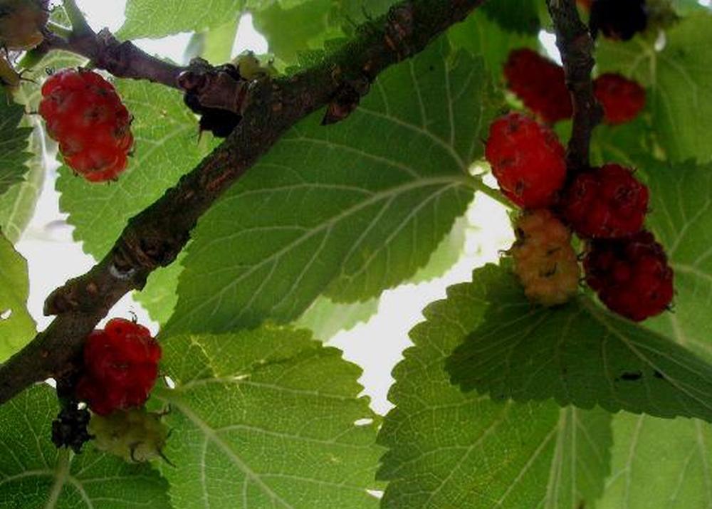 SAFLAX Подарочный набор - Черная шелковица - 200 семян - С подарочной коробкой, карточкой, этикеткой и субстратом для горшков - Morus nigra