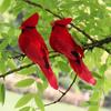 2pcs Simulation Feather Birds with Clips for Garden Lawn Tree Decor Handicraft Red Birds Figurines Festival Home Decoration