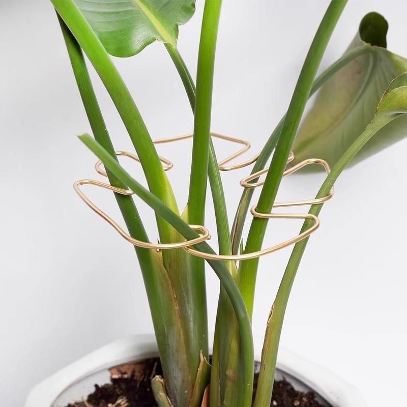 Newcomer Exclusive: Monstera Hydroponic Support Rod for Plant Shaping