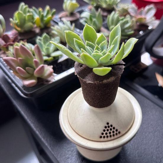 Гидропонные губки для выращивания Запасные губки-кассеты для гидропонной системы Посадка семян Легкое прорастание Клонирование растений