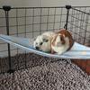 Ice Silk Cooling Hanging Bed Skin-Friendly Guinea Pig Nest Pet Hammock Nest  Cage Accessory