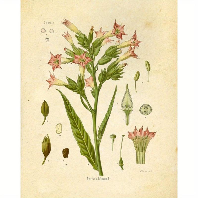 Винтажные ботанические принты диких цветов, настенное искусство Ink Inc, образовательные ботанические таблицы и плакаты, декор для дома и класса