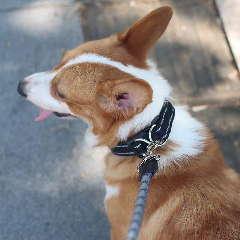 Leash for Medium and Large-sized Dog Collars and Neck Covers Order with One Click