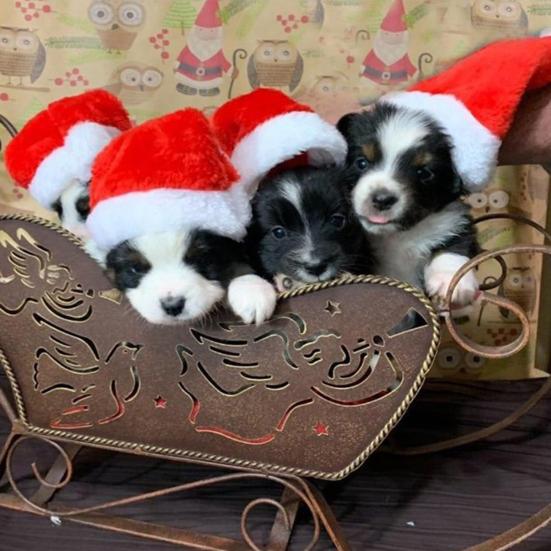 Pet Santa Hat Red Fleece Santa Claus Hat Dog Cat Dress-up Costume for Puppy Kitten Small Cats Dogs Holiday Cosplay Accessory