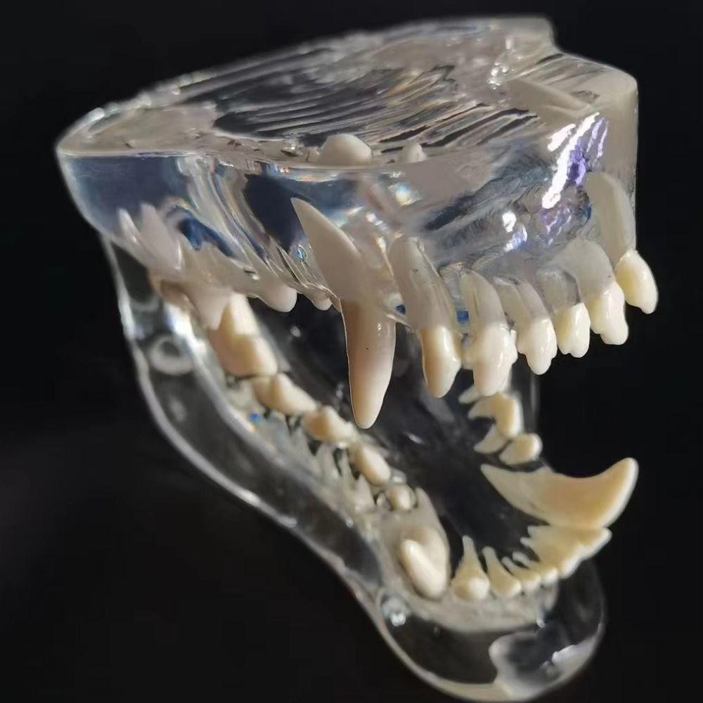 Educational Dog Tooth Model Transparent Dental Teaching Canine Animals Oral Tooth Jaw Decoration