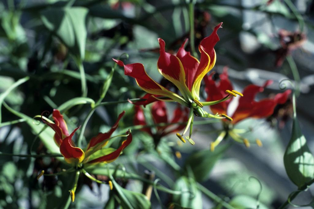 SAFLAX Лилия африканская вьющаяся - 15 семян - Gloriosa rothschildiana