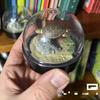Оригинальная Гача Фигурка Масштабная Модель Черепаха Помет Снежинка Снежный Шар Яйцо Скручивающееся Морской Угорь Пингвин Игрушки для Действий Круглые Сенсорные Сжимаемые Прыгучие Прочные