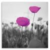 Canvas print, Purple poppies in the meadow