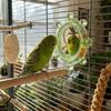 Wear-Resisting Bird Mirror Perch Colorful Ball Bird Flying Saucers  Bird Supplies