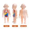 Children's Enlightenment Science Education Human Organ Model Ornaments DIY Assembly STEAM Medical Early Education Puzzle Toys