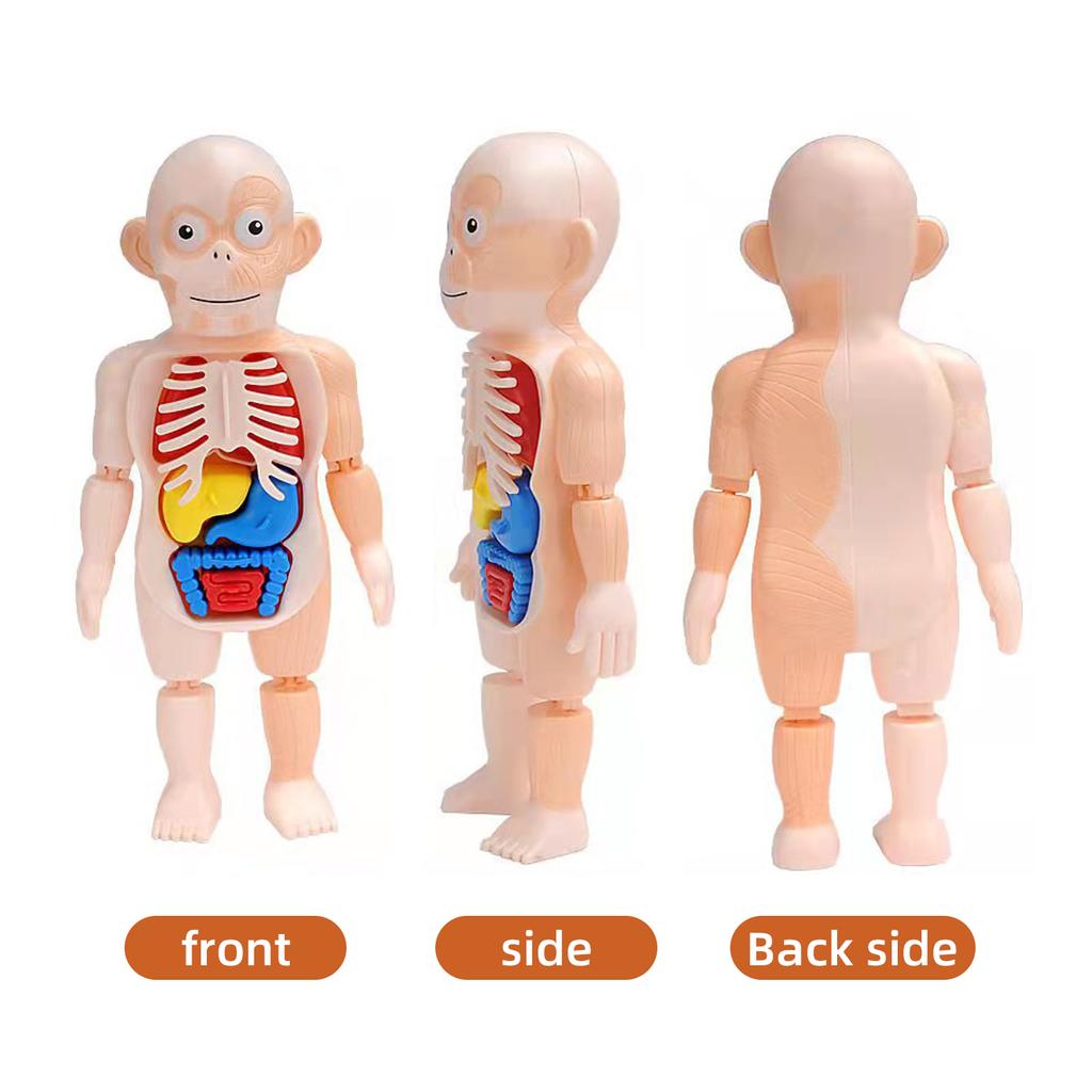 Children's Enlightenment Science Education Human Organ Model Ornaments DIY Assembly STEAM Medical Early Education Puzzle Toys
