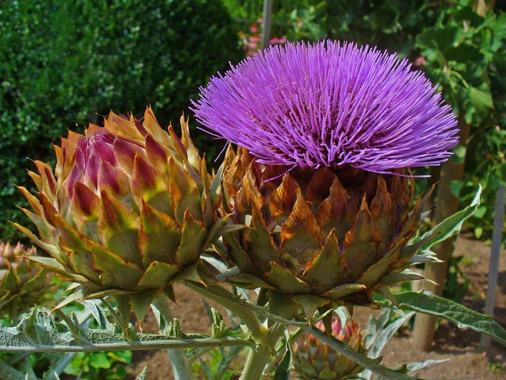 SAFLAX Cardoon / Испанский артишок - 50 семян - Cynara cardunculus