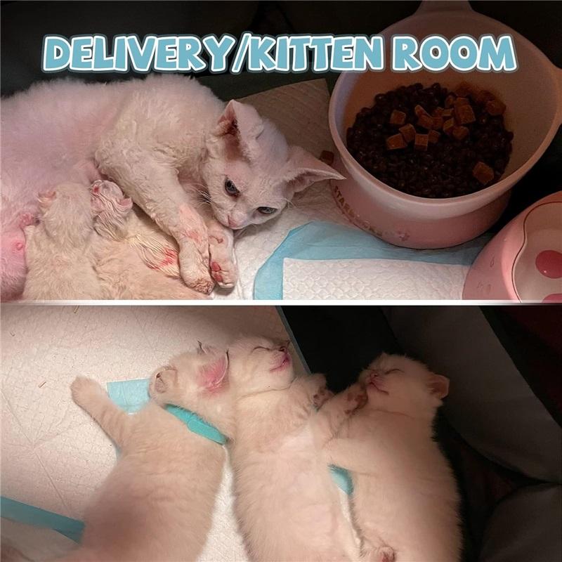 Портативный манеж для домашних животных, манеж для собак, складной манеж для тренировок домашних животных, палатки, домик для собак, игровая площадка для щенков, собак/кошек, для использования в помещении, на открытом воздухе, во время путешествий и кемпинга