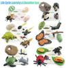 Bisofice Life Cycle Обучение и образование Игрушки Монтессори Обучение малышей Фигурки животных лягушки