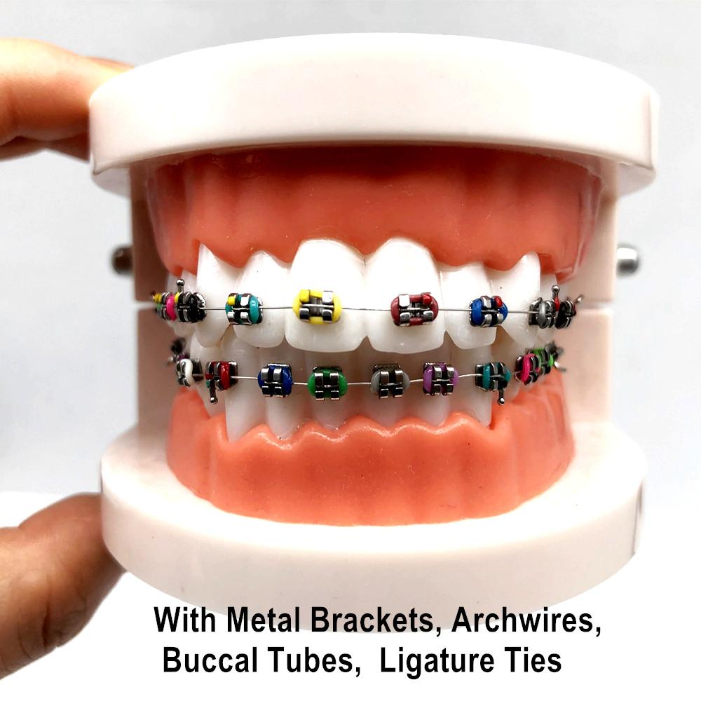 1 шт., стоматологическая модель для ухода за полостью рта, стоматологическая ортодонтическая модель для общения с пациентом, модель для исследования стоматолога