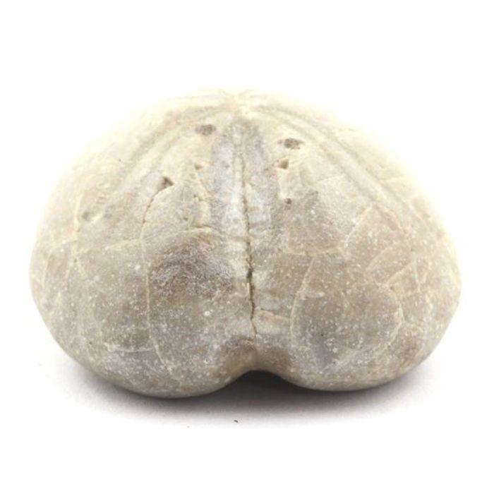 Pierres et Minéraux. Oursin Fossile, Toxaster Amplus. 132.75 ct. Claix, Isère, France.