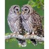 5d Алмазная картина Животное Сова Алмазная вышивка