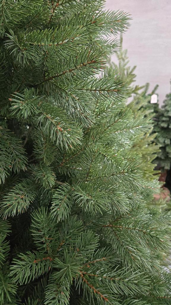 Christmas Tree Artificial Pine 100% Pe - Dense Premium As Lifelike 2025