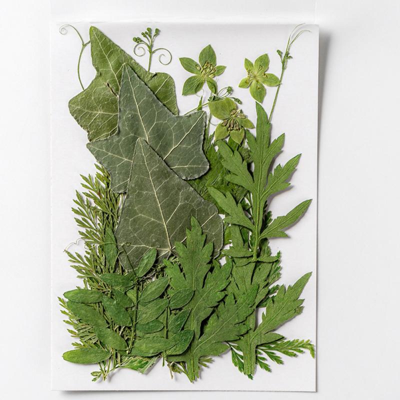 4 упаковки сушеных листьев, 84 шт., настоящие листья, образцы растений для детского сада, наклейки ручной работы, сделай сам