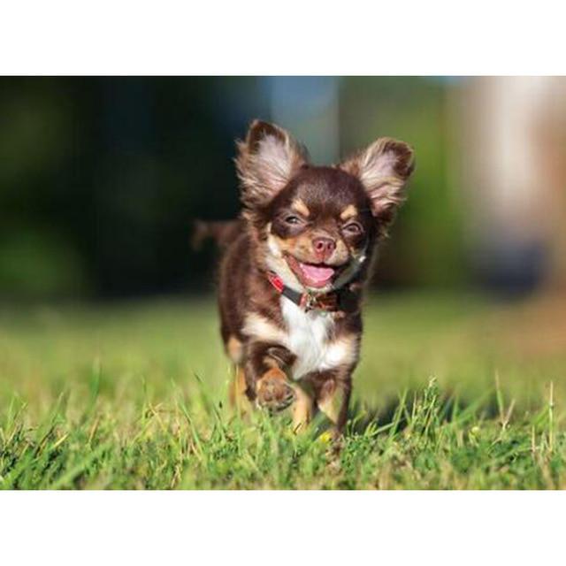 DIY 5D Алмазная картина Собака Мозаика Полный круглый дрель Вышивка крестом Алмазная вышивка