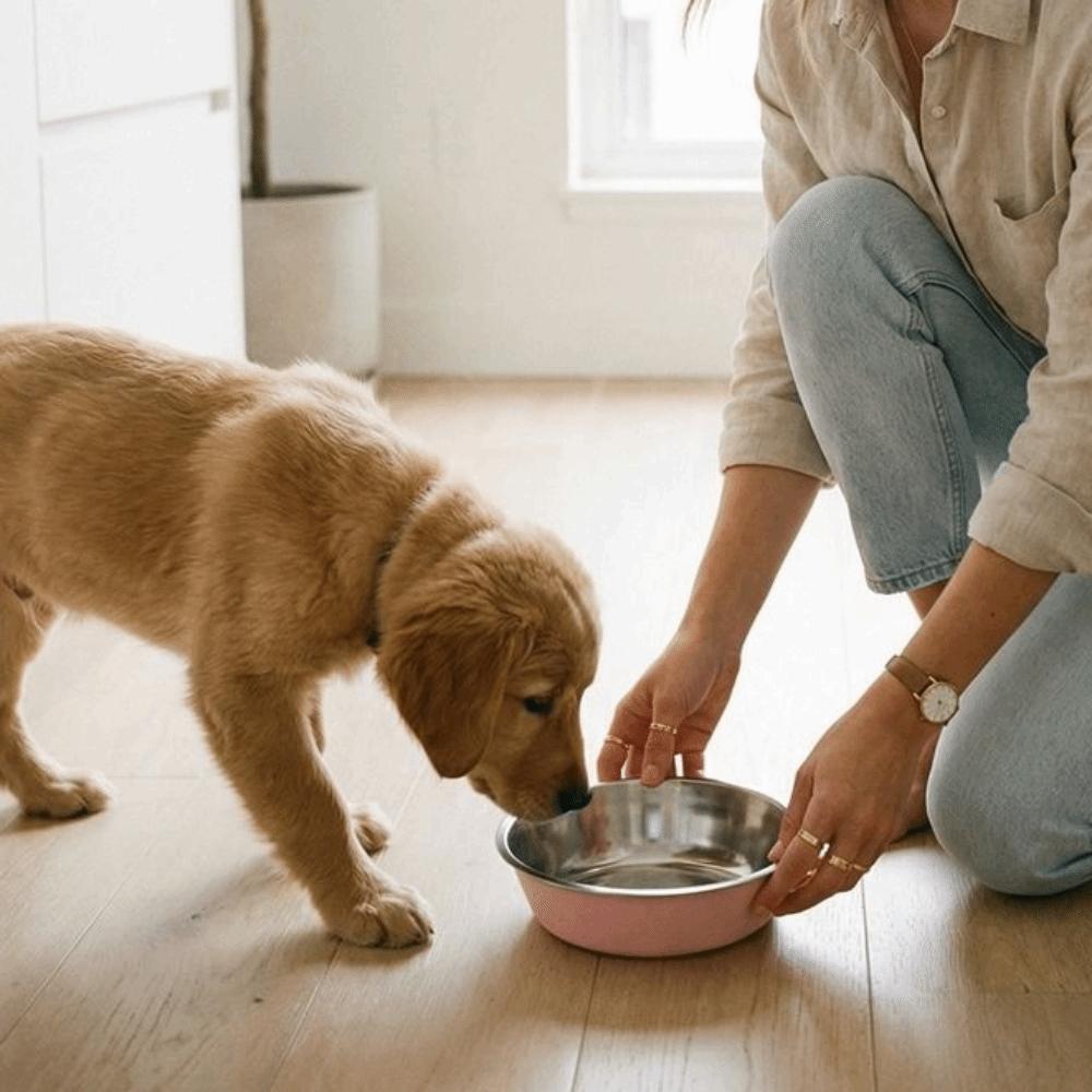 Wide Mouth Cat Food Bowls Anti-Tip Dog Food Dish Stainless Steel Dog Bowl Pet Drinking Feeding