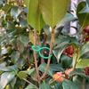 50PCS Horticulture 8 Figure-Eight Buckle Plastic Plant Binding Fixed Cable Tie Multi-Functional Fixed Clamp Hoist Ring