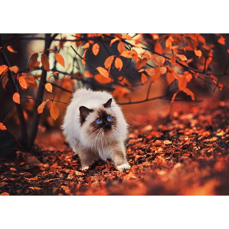 5D DIY алмазная живопись милый кот Алмазная вышивка животное вышивка крестиком полная круглая дрель ручной ремесла домашний декор подарок