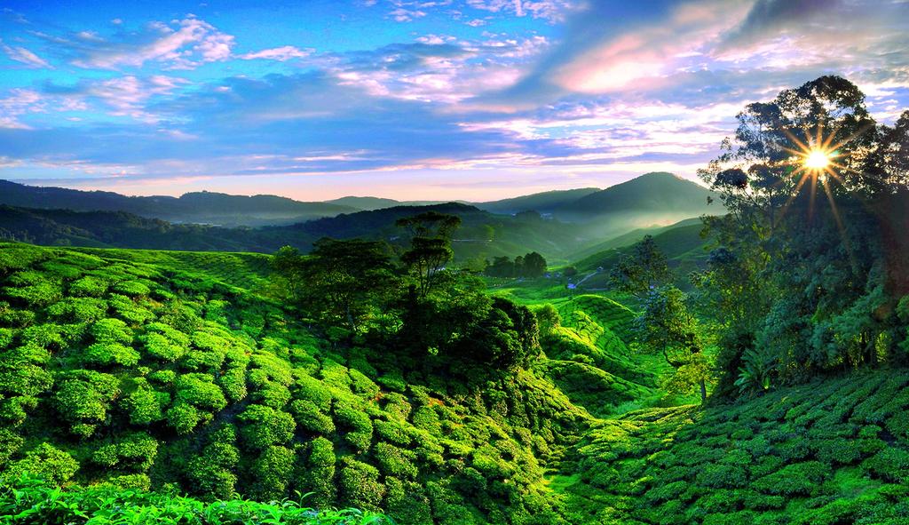 Сертифицированный магазин Royal Ronnefeld Чай Подарочный чай Листья Бренда Люкс [JT Assam]