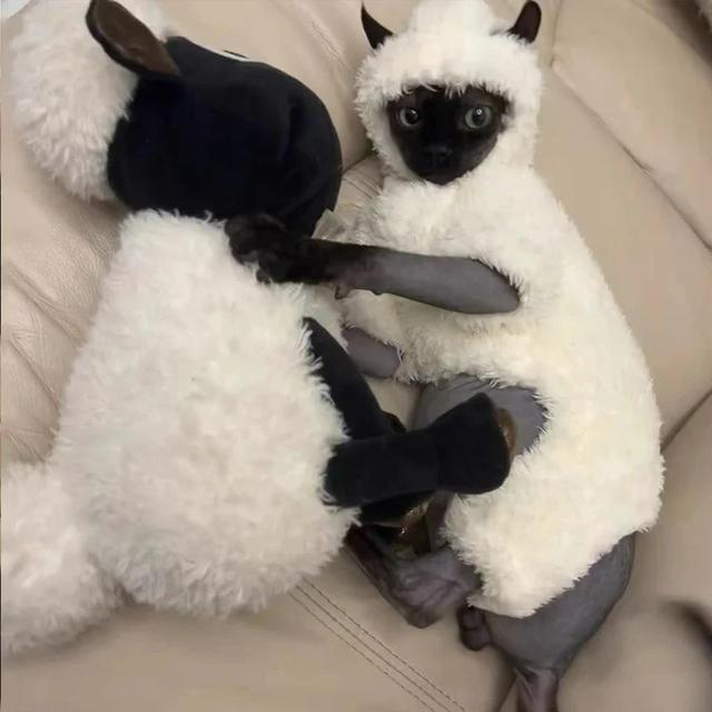 Зимняя одежда Кошка Сфинкс Утолщенная Теплая Четырехлапый Свитер Пальто для кошки Ягненок Двусторонний Велюр Пижама для питомца Для Девон Рекса