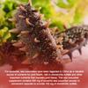 Grevip - Sea Cucumber 1000mg Extract Dietary Supplement Capsules - Joint Health