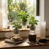 12 Set Dual Layers Self Watering Pots Clear Plastic Seedling Plant Pot  Plant Propagation