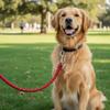 Zinc Zinc Zinc Alloy Material Snap Hooks 316 Stainless Steel Spring Buckle Diving Clip  Leash Applications
