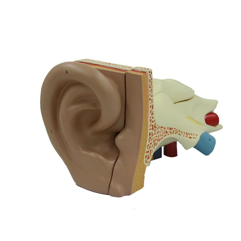 Модель анатомии и отологии человеческого уха