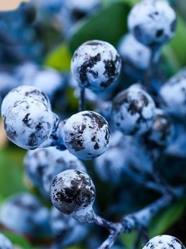 6 шт. пластиковые искусственные ягоды черники искусственные цветы черники для дома, свадьбы, офиса, вечеринки, декор