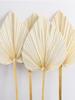 2pcs Dried Bouquet Heart Round Shape Palm Fans Natural Dried Palm Leaves Fan for Wedding Home Party Kitchen Vase Table Arrangements Anniversary Decor