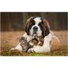 Полный круглый дрель 5D DIY Алмазная картина Сенбернар Собака Кошка Вышивка крестом