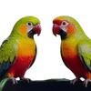 Металлический Подвес для Растений Настенный Крючок Прочный Кронштейн для Подвесной Корзины Декоративный Попугай Кошка Цветок Бабочка Настенный Подвес для Горшка Фонаря Кормушки для Птиц Ветряной Колокольчик