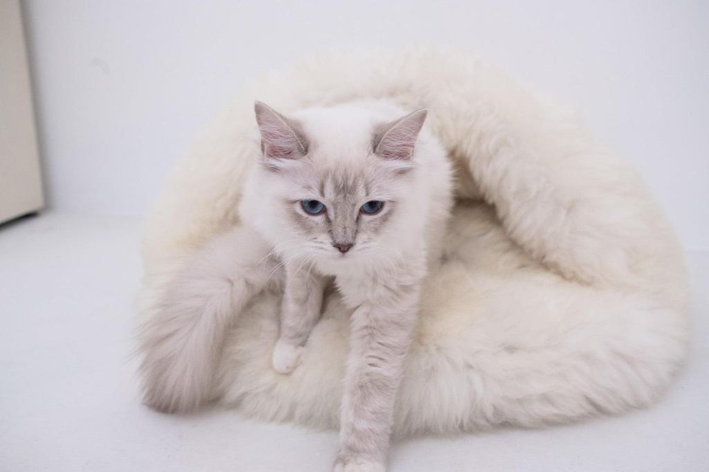 Natural Sheepskin Pet Cave - White 60 cm