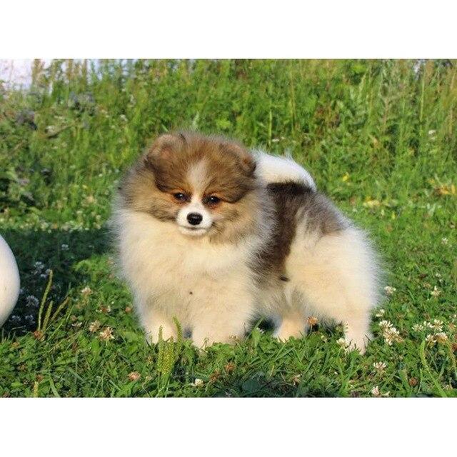 5D DIY Алмазная картина Набор Милый щенок Искусство Алмазная вышивка Стразы Украшения для дома