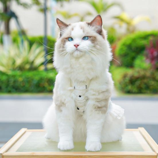 Летнее платье для собак с оборками и отделкой для девочек, платье принцессы для собак с цветочным принтом, одежда для домашних животных для маленьких и средних кошек, собак, котят, щенков