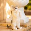 Devalier Cat Interior Garden Perfect Gift for Cat Birthday Made of Resin cn76 Figurine, Ornament, Lovers, Gift, Women, (Onegai Mabatora)