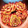 Lingyin Multi-Headed Succulent Planter: Creative Beginner's Office Plant for Radiation Protection