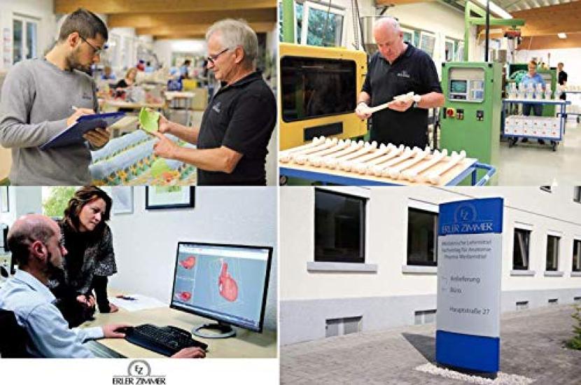 ERLER ZIMMER Magnetic Skull Craniosacral Model Creniotherapy Osteopathy In (Germany) 22-section [Back Stock]