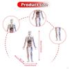 Модель человеческого тела для детей Фигурка Хэллоуин 3D Обучающие игрушки Органы Интерактивная наука Мальчики и