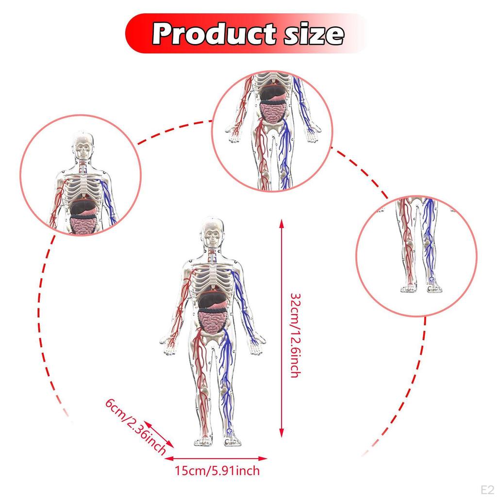 Модель человеческого тела для детей Фигурка Хэллоуин 3D Обучающие игрушки Органы Интерактивная наука Мальчики и