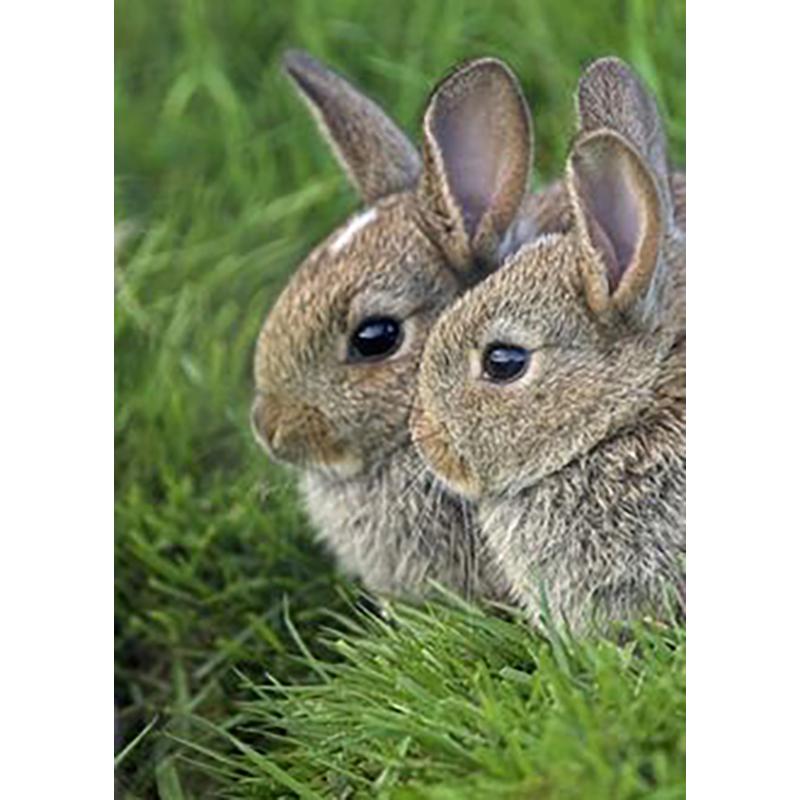 Кролик DIY 5D алмазная живопись полная круглая дрель животное живописная Алмазная вышивка набор крестиков настенное искусство домашний декор подарок