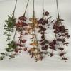 Artificial Eucalyptus Money Leaf Stems For Indoor Outdoor Decoration Photography