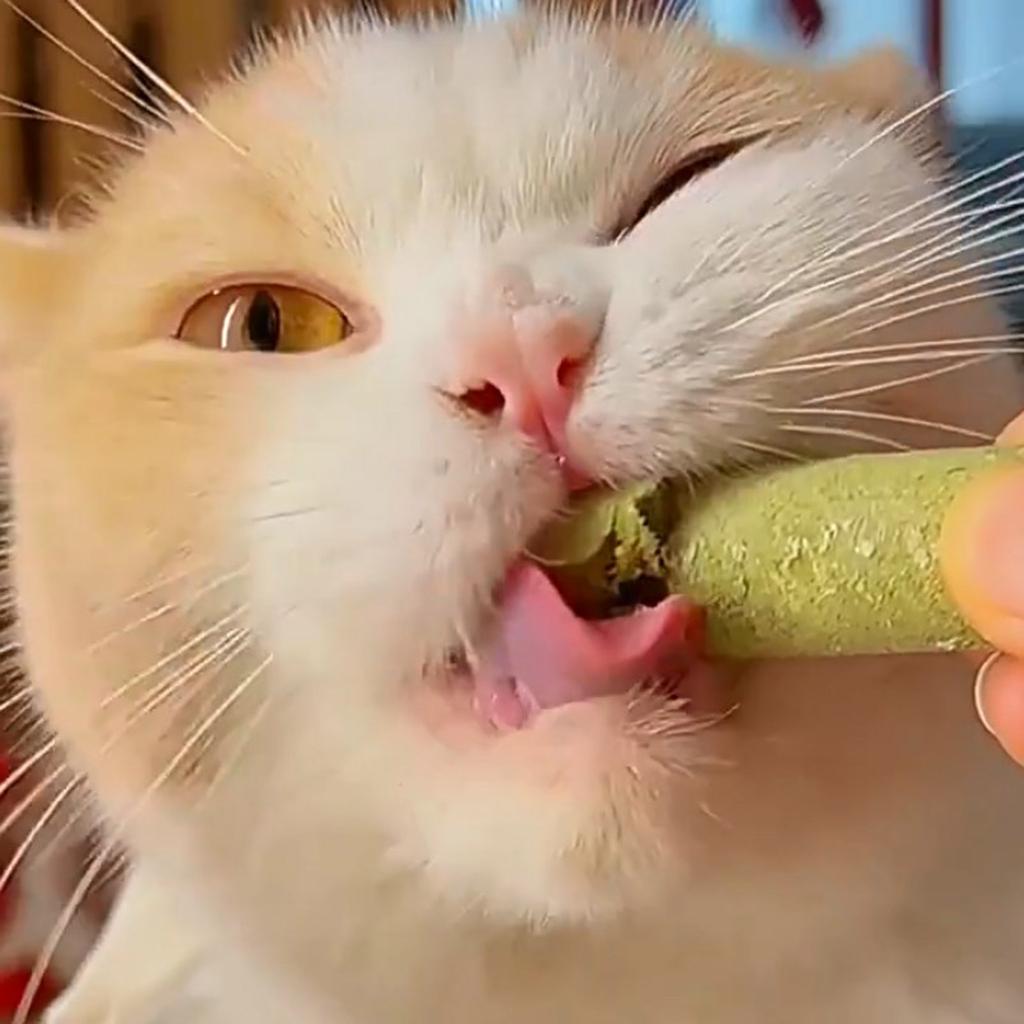 Natural Grass Cat Molar Rod Indoor Chewing Stick Chew Treat for Kitten Mouth Healthy Natural Cat Grass Indoor Pet Chew