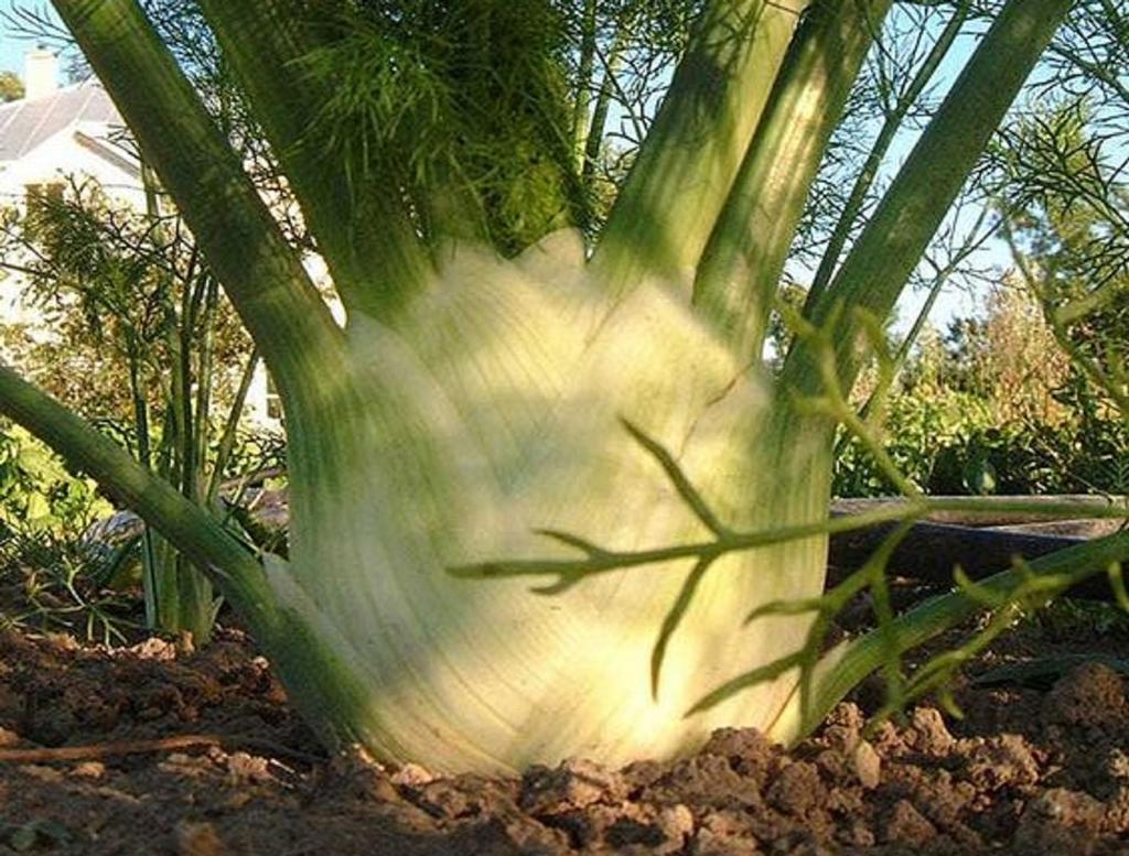 300 Семена фенхеля - садовые растения овощи цветы ароматические - воспроизводимые крестьянские семена - Semiwild